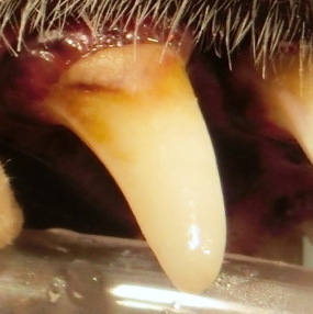 歯石のついた犬歯