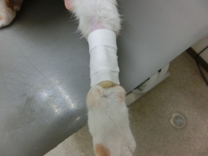 留置ネコ 留置ネコ